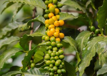 Chilled Perfection: Unique Coffee Iced Latte Recipes