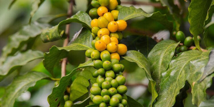 Chilled Perfection: Unique Coffee Iced Latte Recipes