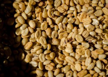 Exploring the Bold Flavors of Robusta Beans