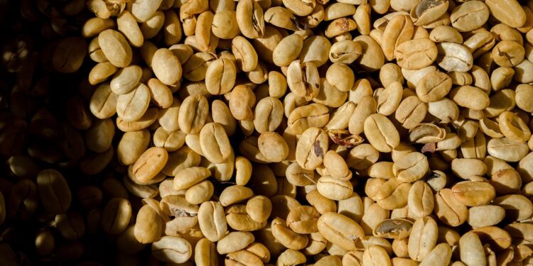 Exploring the Bold Flavors of Robusta Beans